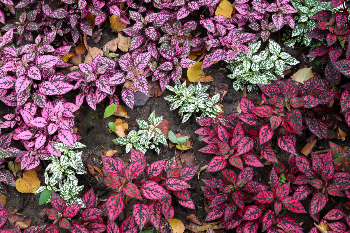 10 Dwarf Mixed Colors POLKA DOT PLANT Red Pink White Rose Splash Select Hypoestes Phyllostachya Flower Houseplant Seeds