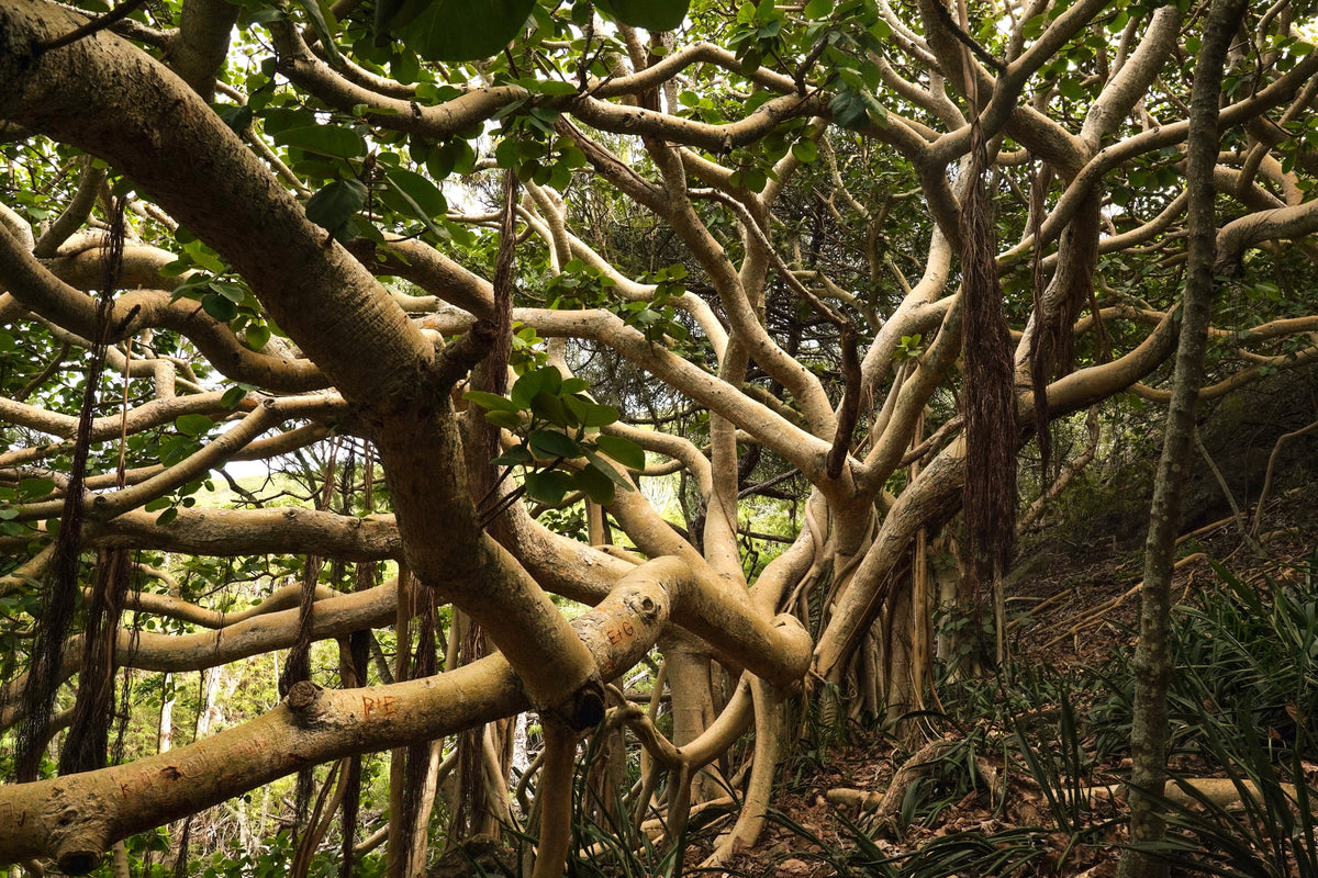 50 semillas de higuera banyan (Ficus benghalensis de las Indias Orientales), planta de interior de raíz aérea