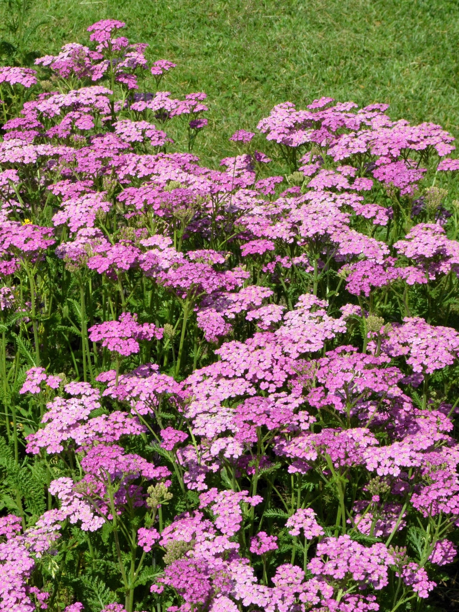 250 semillas de flores de milenrama reina Achillea cerise rosa