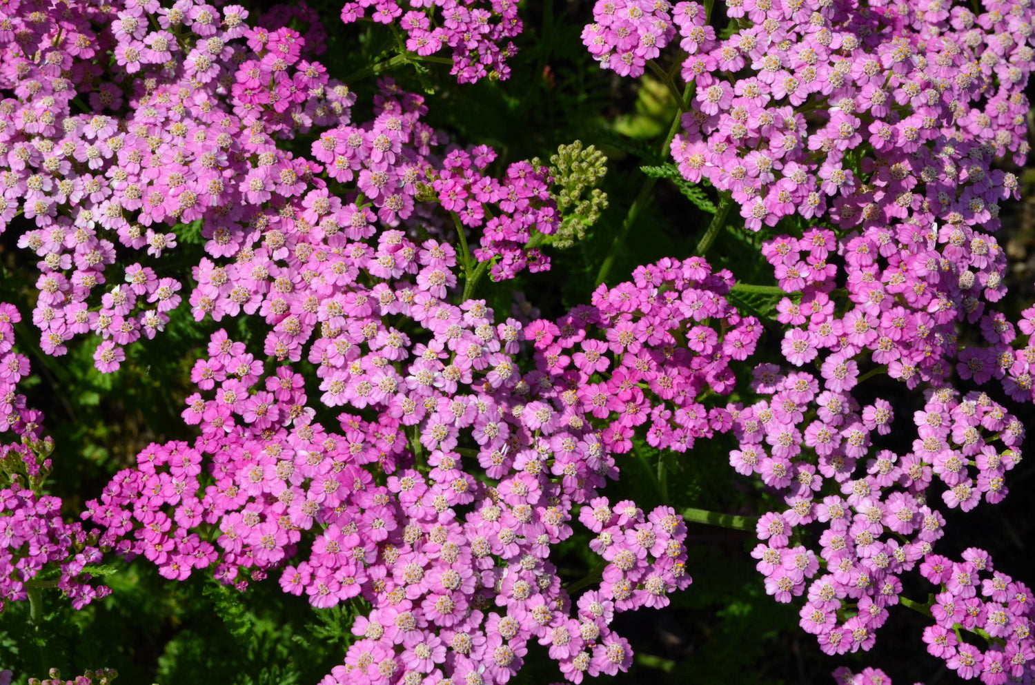 250 semillas de flores de milenrama reina Achillea cerise rosa