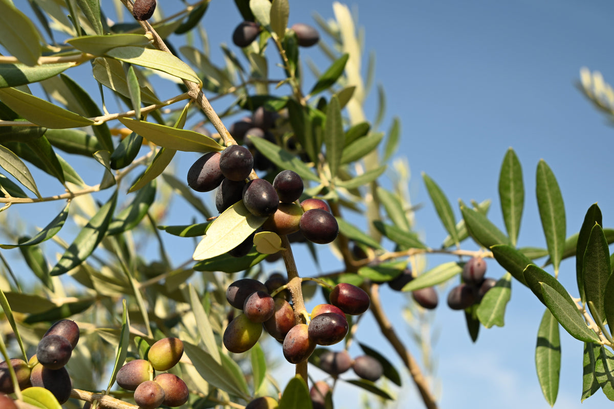 10 OLIVO CANINO Olea Europaea Canino Semilla de fruto verde negro común europeo comestible