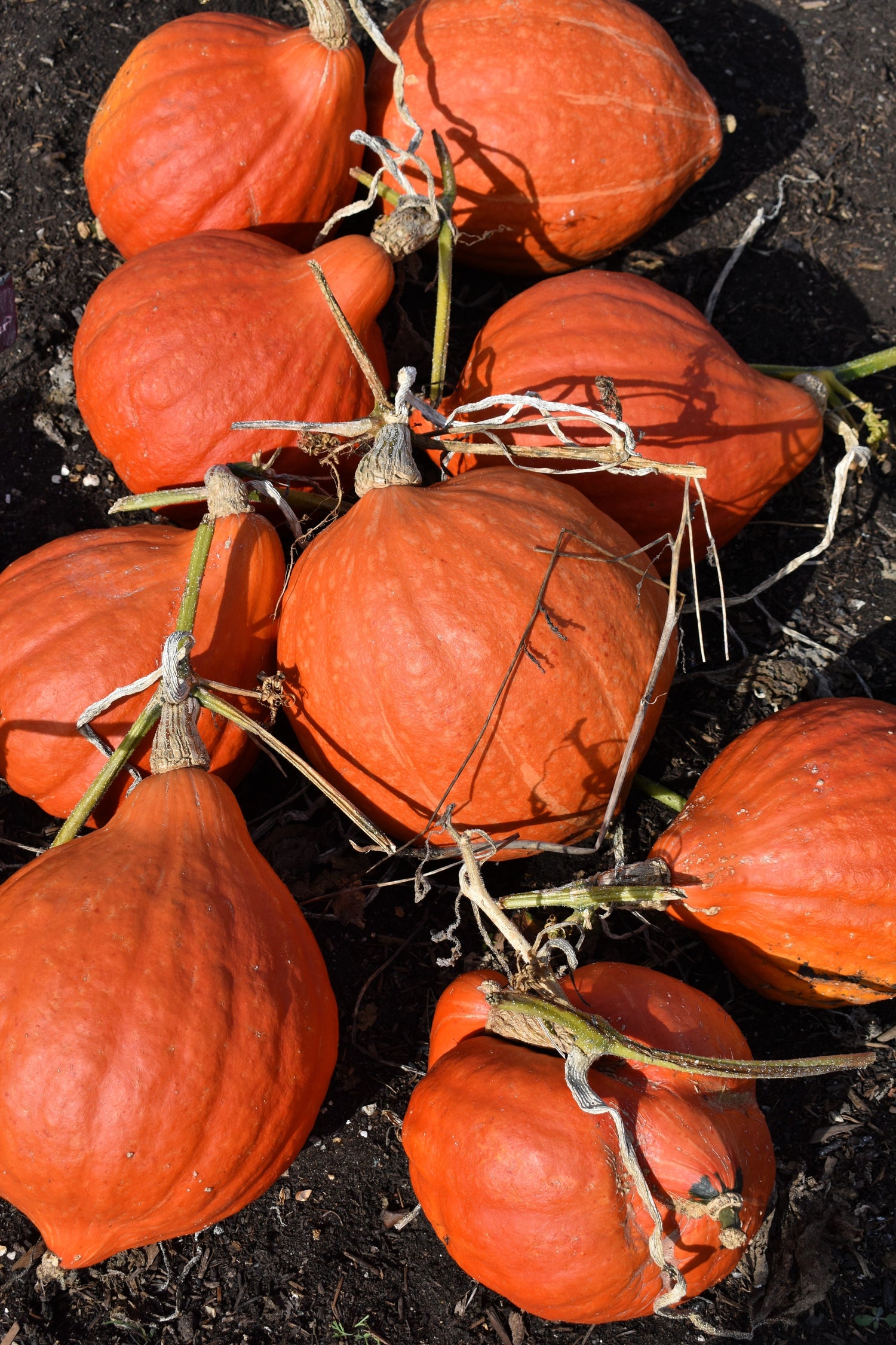 30 Calabaza Hubbard Dorada Semillas de Hortalizas Cucurbita Pepo Ranúnculo Rojo Genesee