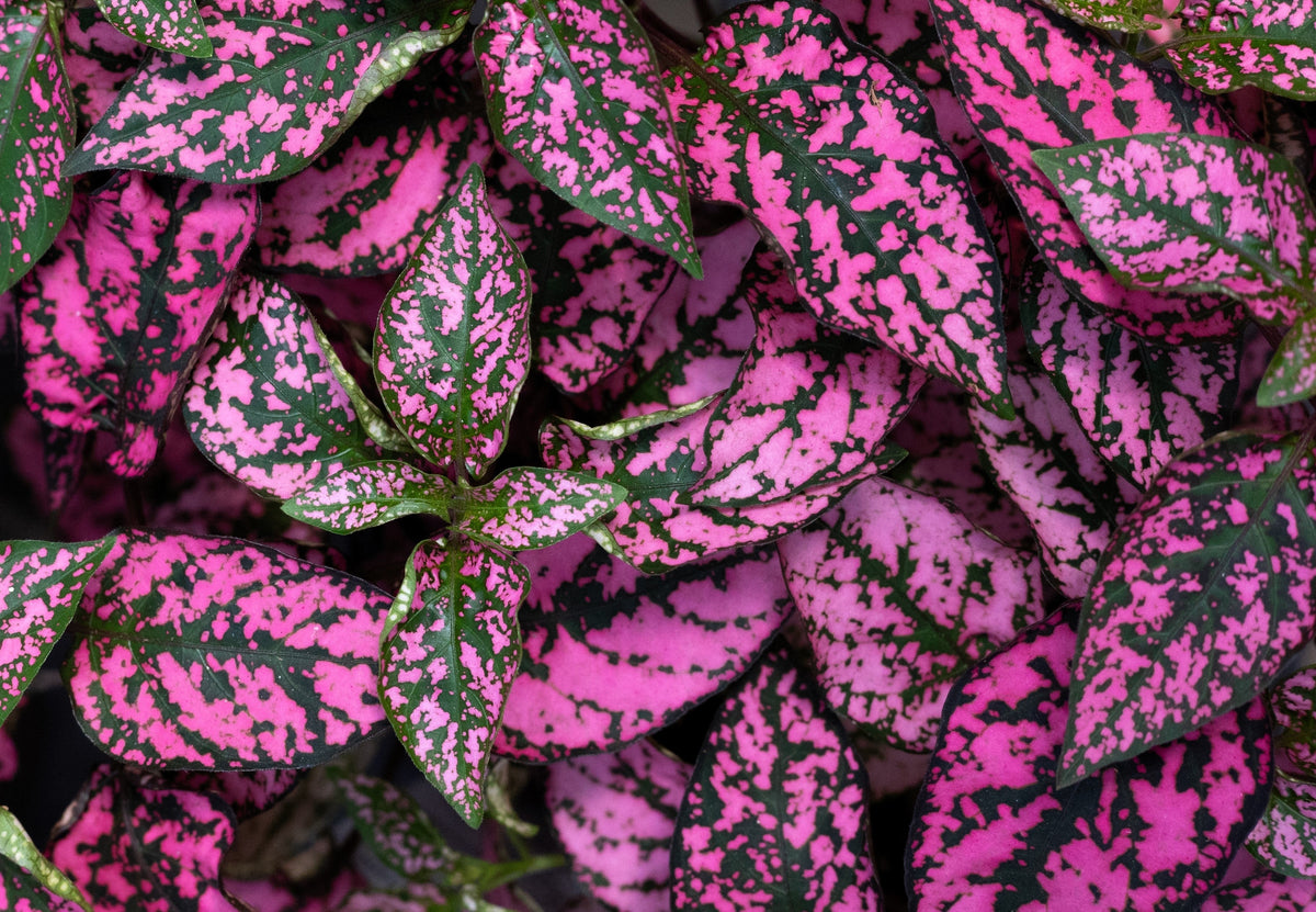 10 semillas de planta de interior de flor de Hypoestes Phyllostachya, rosa de lunares, rosa enana, Splash Select