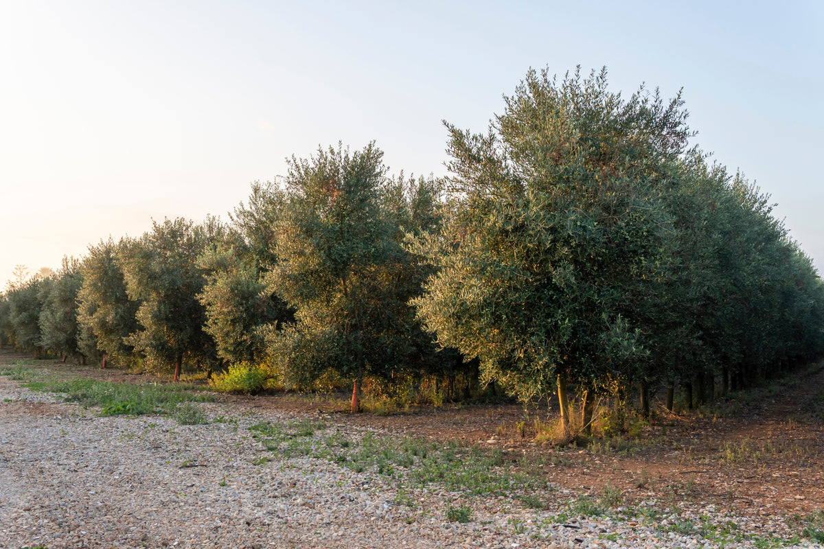 10 OLIVO CANINO Olea Europaea Canino Semilla de fruto verde negro común europeo comestible