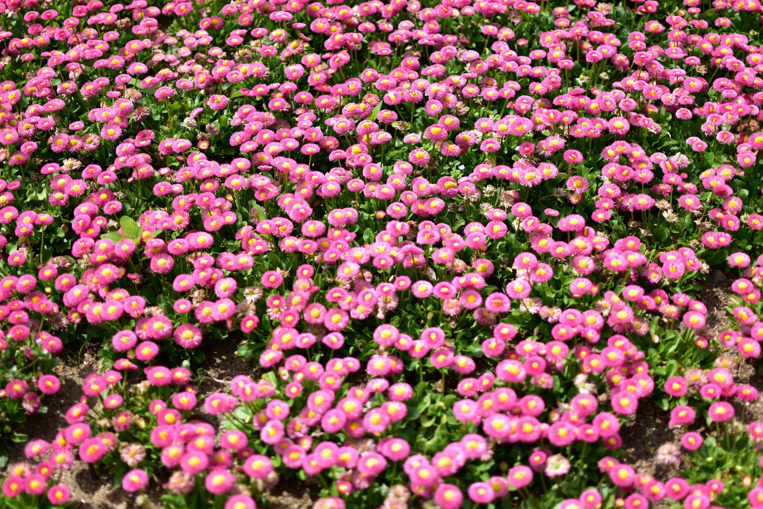 100 PINK ENGLISH DAISY Bellis Perennis Tasso Pink Double Flower Seeds