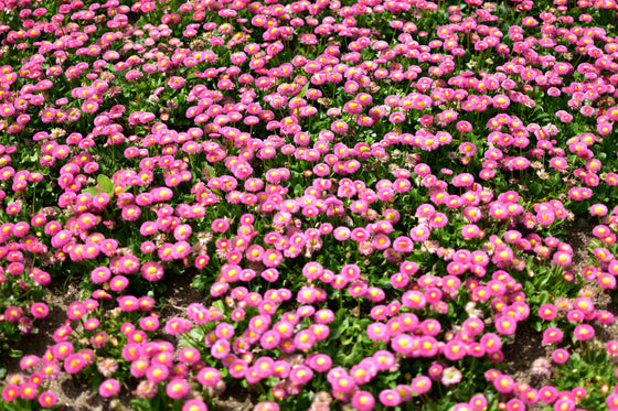 100 semillas de margarita inglesa rosa Bellis Perennis Tasso, flores dobles rosas