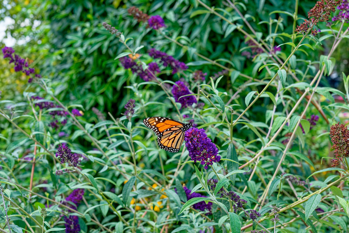 50 semillas de arbusto de mariposa morado oscuro Buddleja Davidii, arbusto de colibrí con flores fragantes