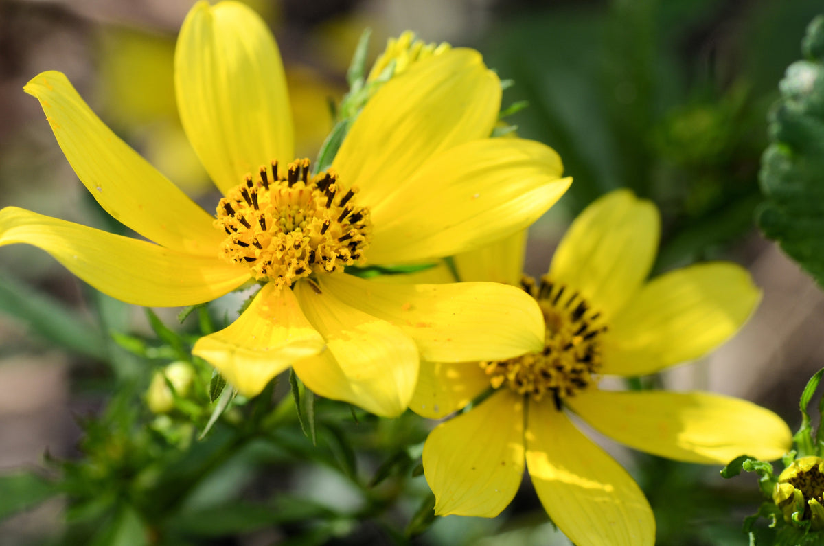 200 semillas de flores de caléndula amarilla de pantano Bidens Aristosa Mutica