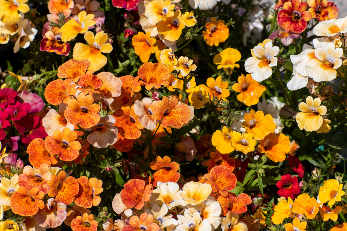 50 semillas de flores de colores mixtos NEMESIA Strumosa CARNIVAL MIX