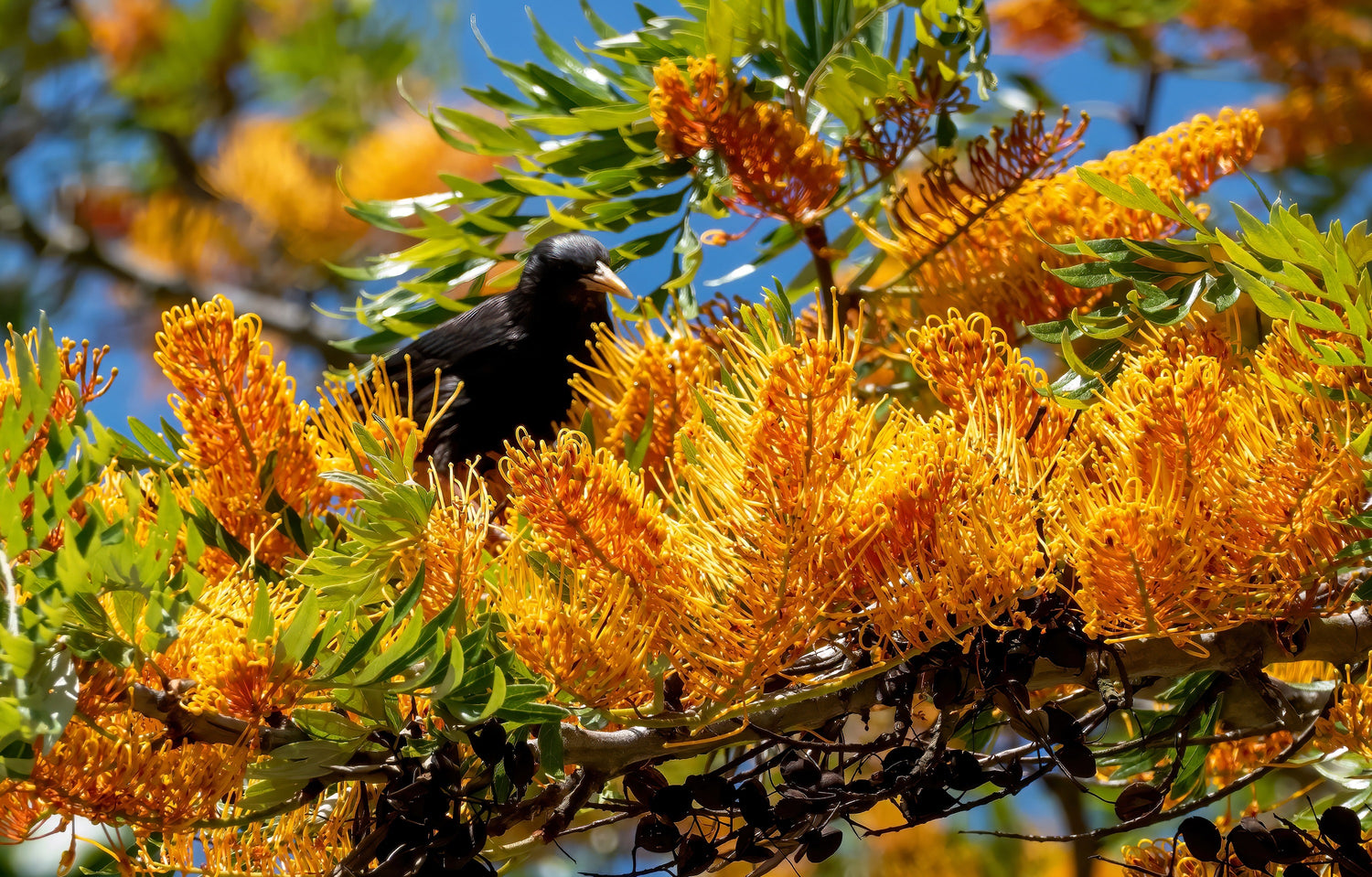 35 ROBLE SEDOSO Flor Naranja Roble Plateado del Sur Semillas Grevillea Robusta
