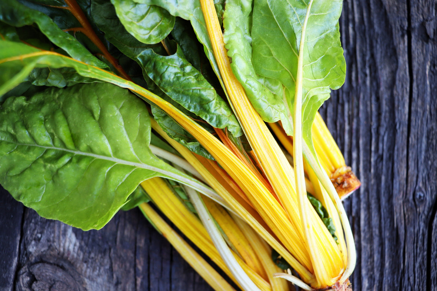 40 Semillas de Acelga Amarilla (Beta Vulgaris) Espinaca Perpetua