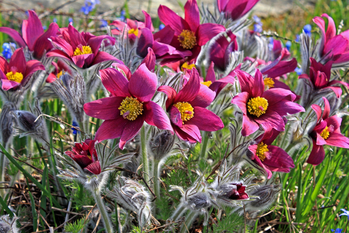 10 Semillas de Flores de ANÉMONA ROJA Pulsatilla Vulgaris PASQUE