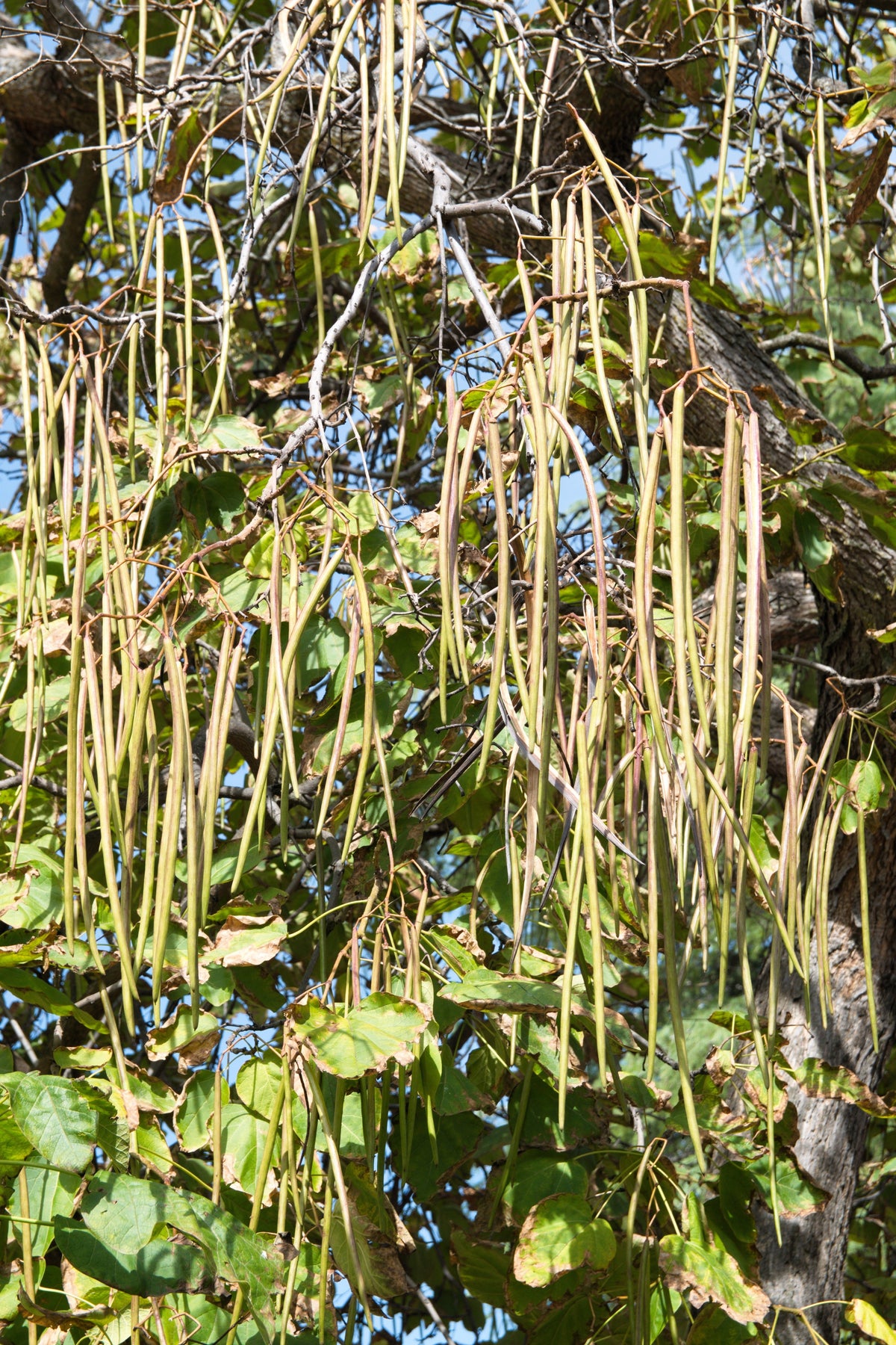 50 semillas de CATALPA Speciosa del Norte (también conocida como Catalpa Occidental o Catawba / Cigarro Indio / Cebo de Pescado) en flor