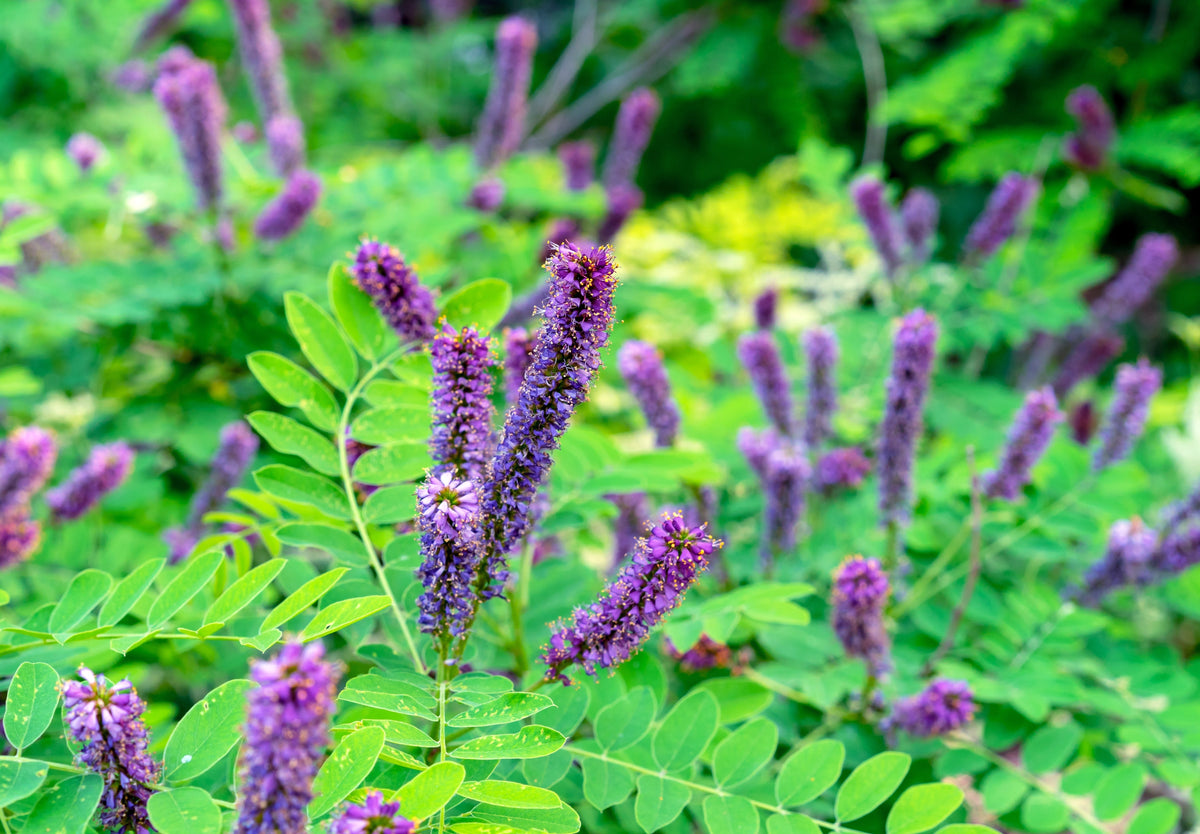 50 semillas de flores de índigo falso aromático (índigo silvestre enano) Amorpha Nana
