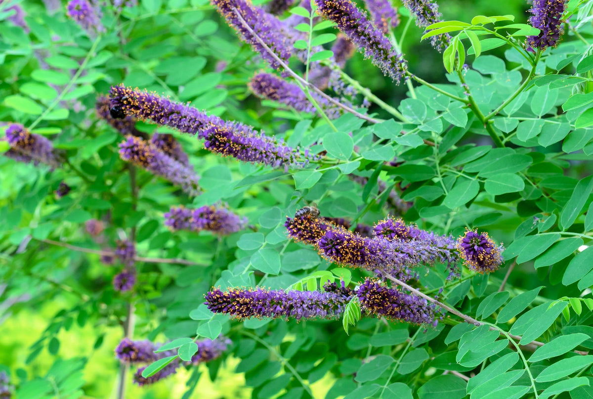 50 semillas de flores de índigo falso aromático (índigo silvestre enano) Amorpha Nana