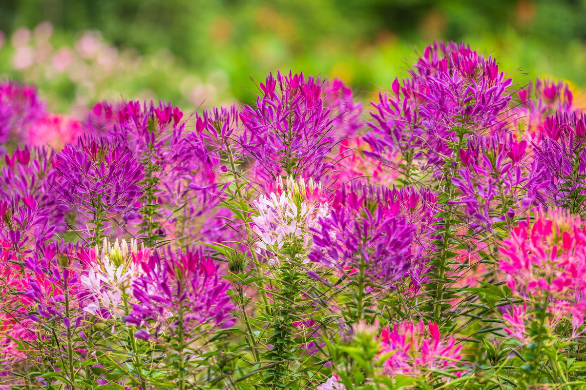 200 VIOLET QUEEN CLEOME Hassleriana Cleome Spinosa Purple Spider Flower Seeds