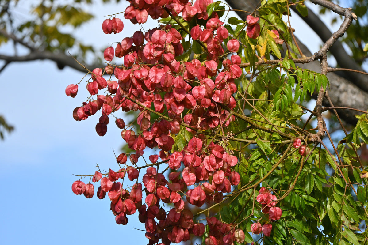 10 semillas de flores amarillas del árbol de la lluvia dorada Koelreuteria paniculata