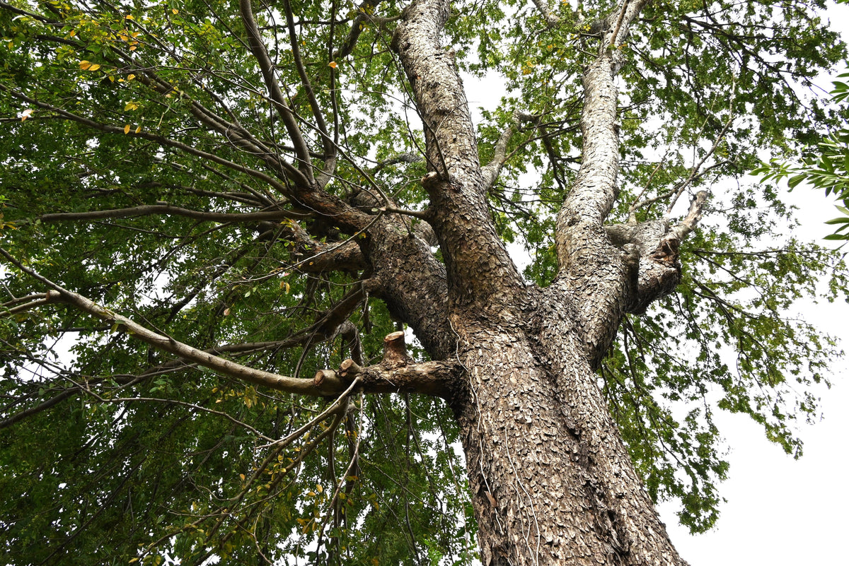 50 semillas de olmo chino (Ulmus parvifolia)