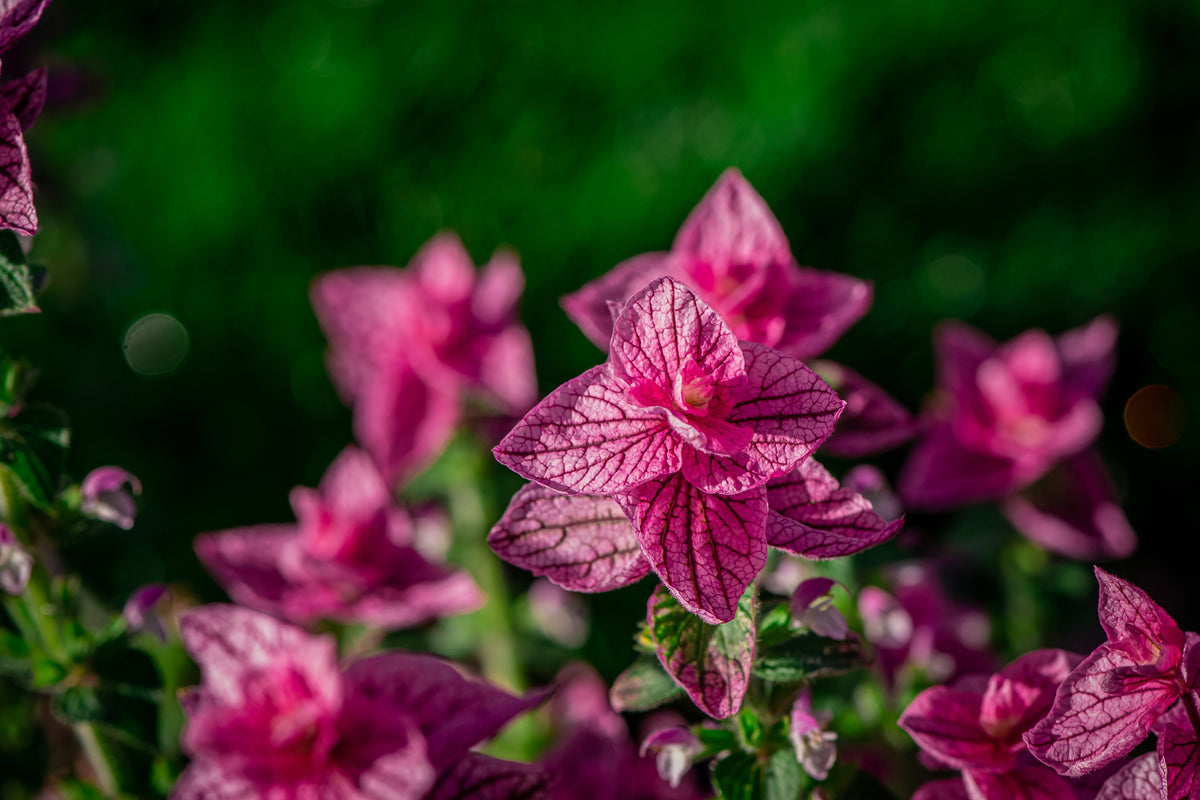 50 semillas de flores de hierba 'PINK Sundae' de Salvia Viridis Horminum
