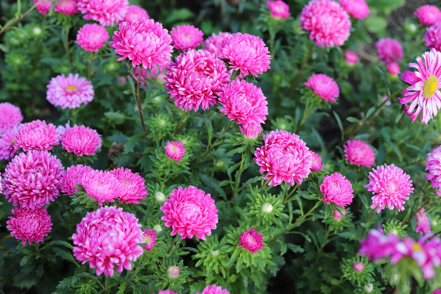 30 semillas de flores de peonía francesa Callistephus (áster peonía rosa duquesa)
