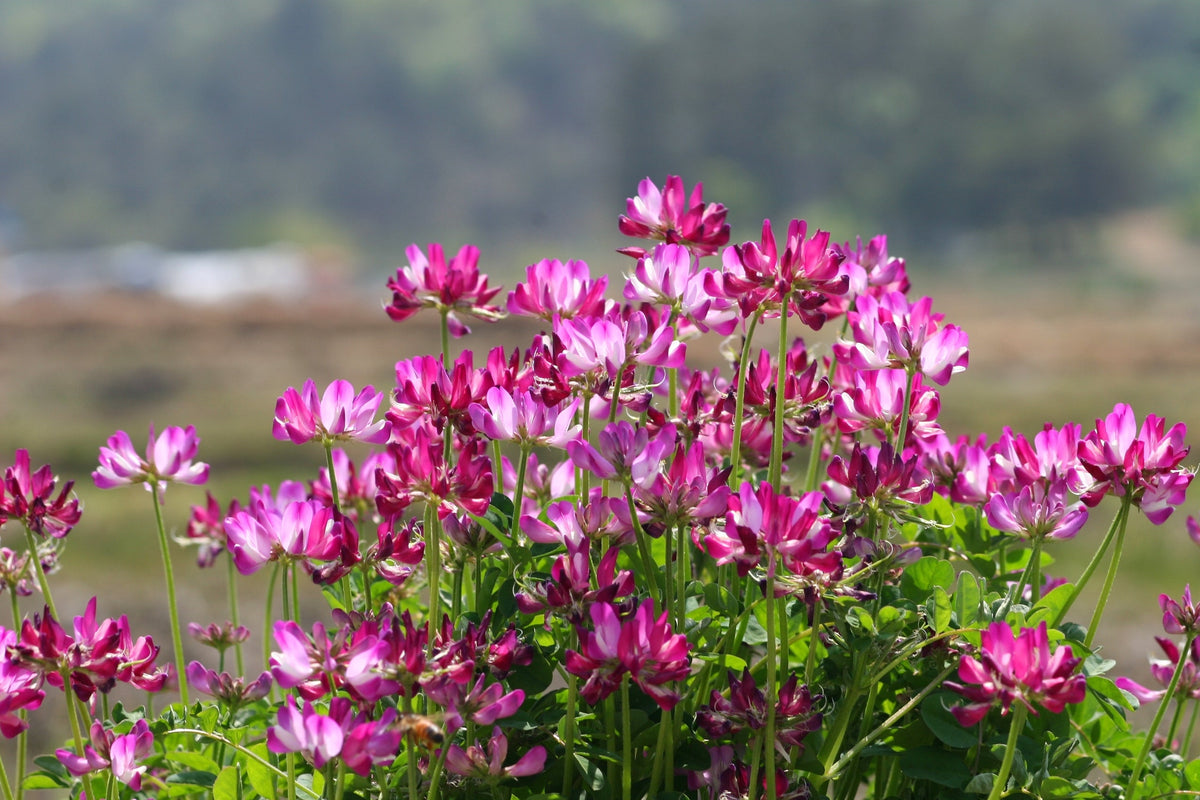 50 semillas de leguminosas de cobertura del suelo de Astragalus sinicus, flor rosa y morada