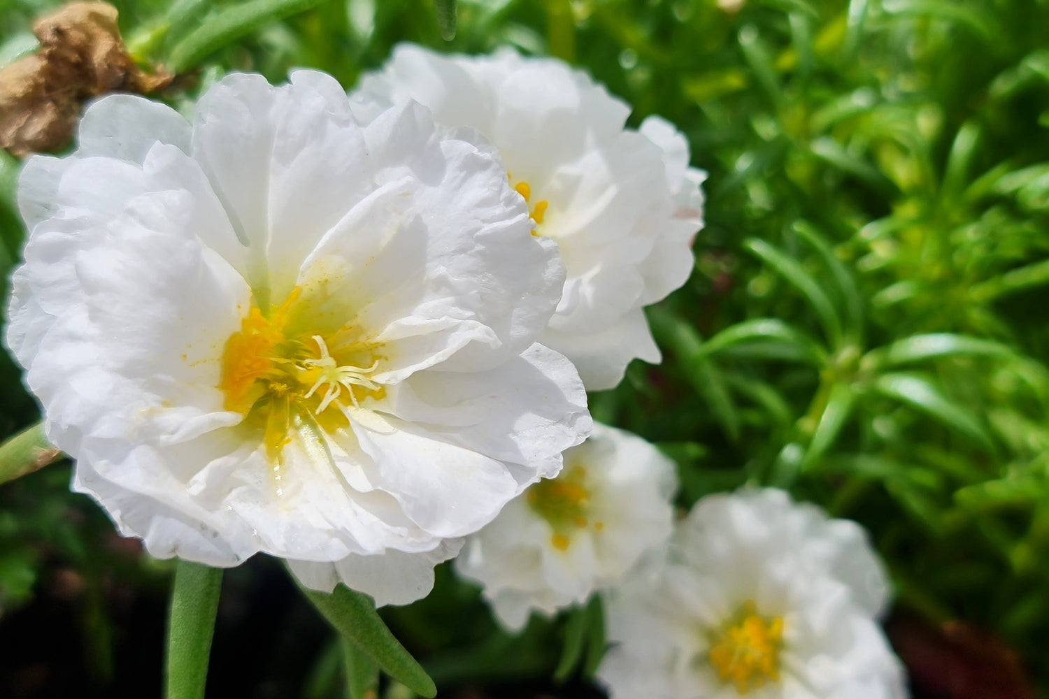 100 semillas de flores suculentas de PORTULACA Grandiflora / MOSS ROSE blancas