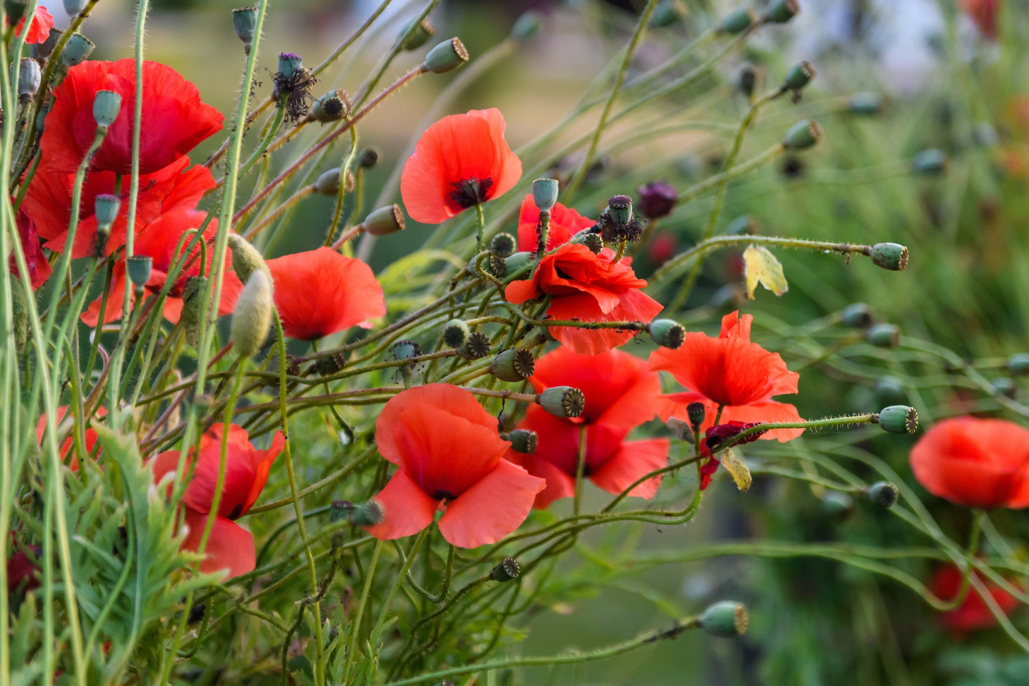 250 semillas de amapola roja de vaina larga Papaver Dubium, flores de cabeza larga Blindeyes