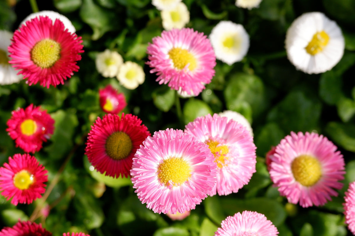 100 semillas de flores de margarita inglesa Bellis Perennis de colores mixtos