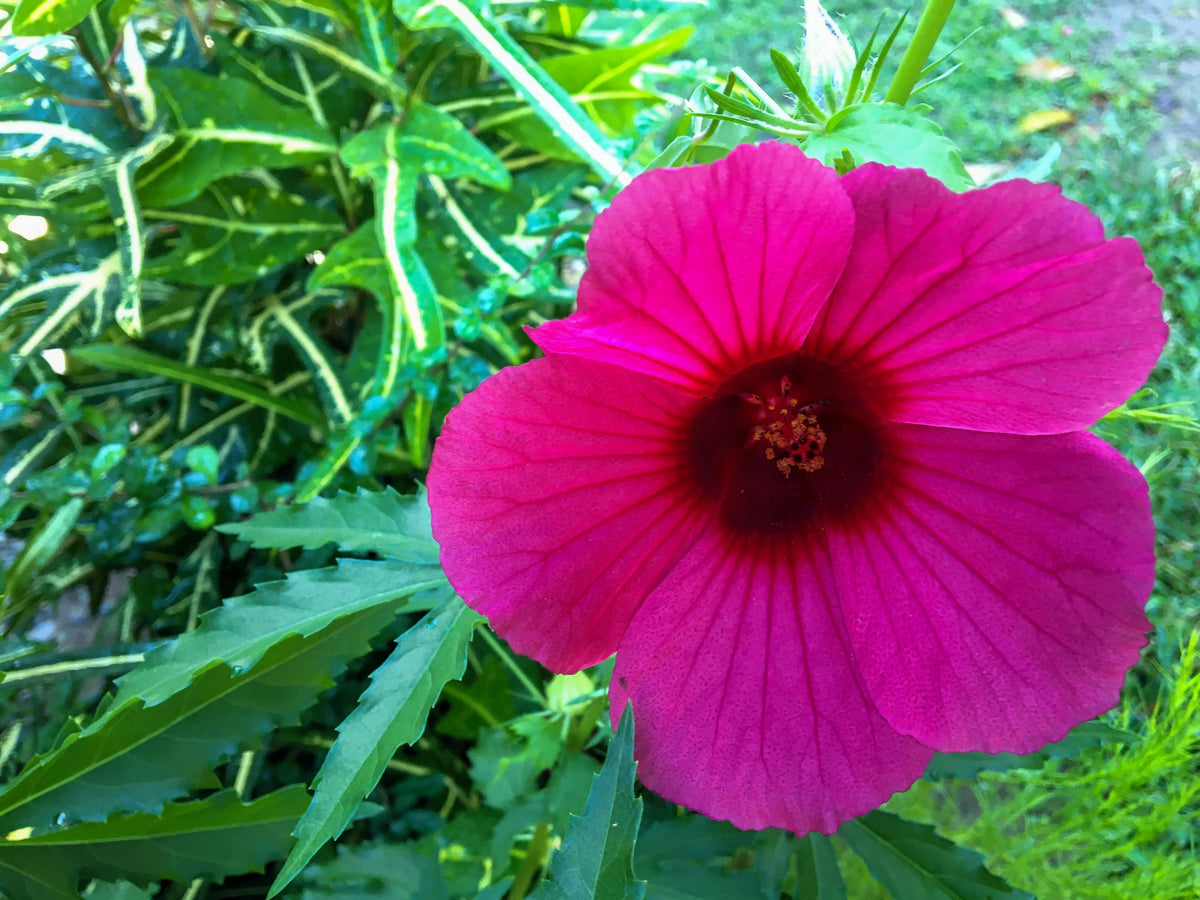 10 semillas de flor roja de cáñamo indio (KENAF HIBISCO)