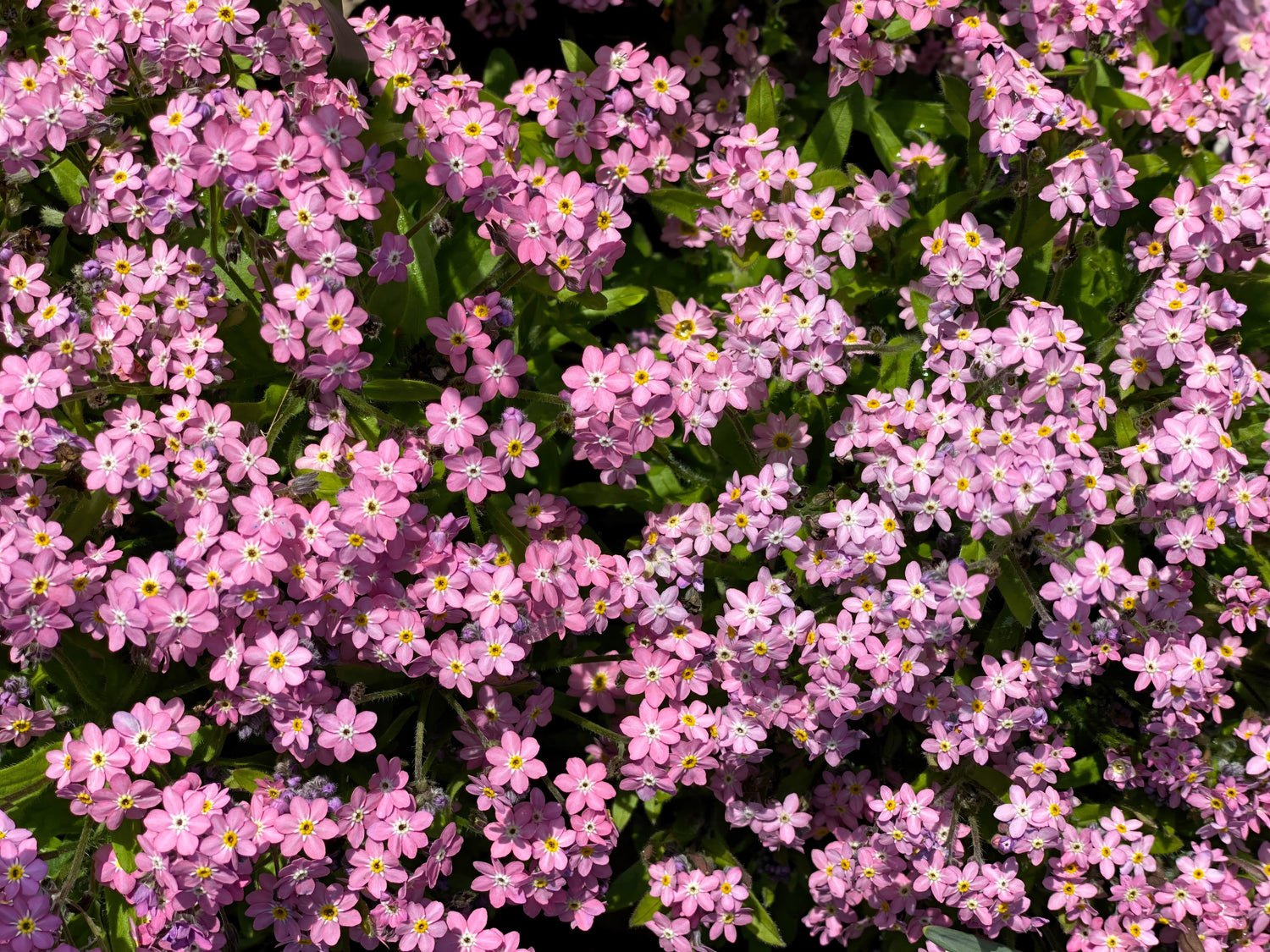 100 semillas de girasol Victoria PINK FORGET ME NOT Myosotis Alpestris Shade or Sun