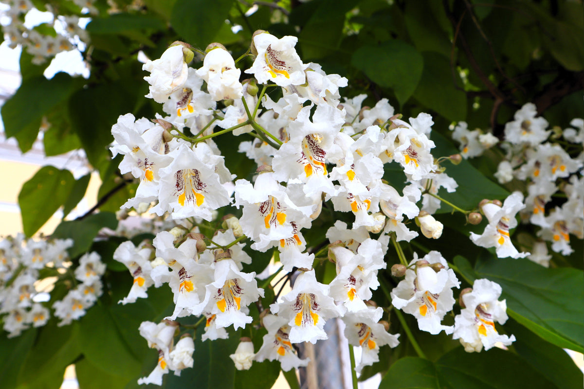 50 semillas de CATALPA Speciosa del Norte (también conocida como Catalpa Occidental o Catawba / Cigarro Indio / Cebo de Pescado) en flor