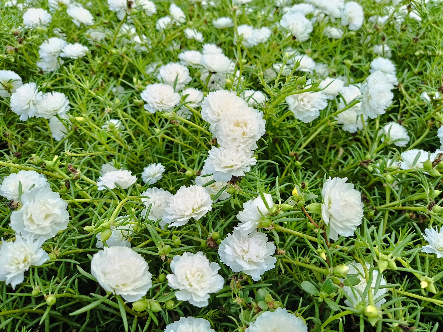 100 semillas de flores suculentas de PORTULACA Grandiflora / MOSS ROSE blancas