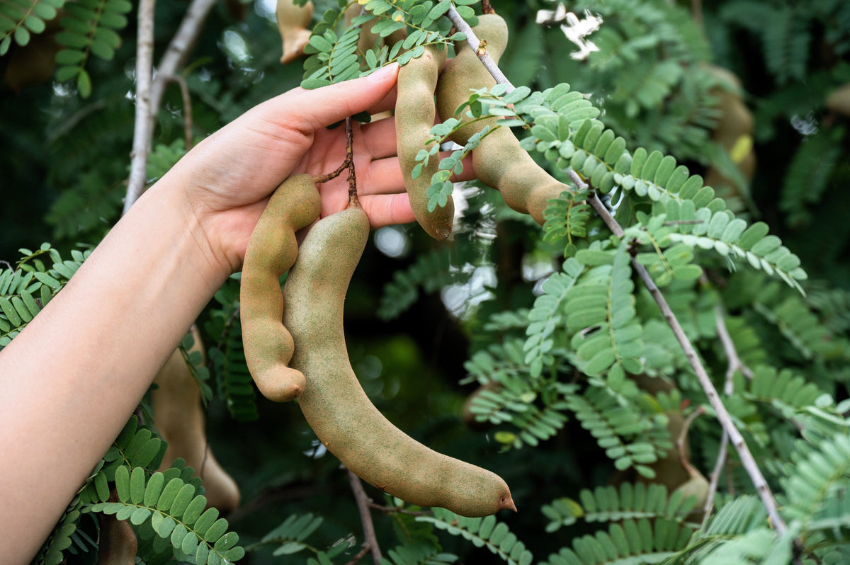 5 TAMARINDO FRUTAL ÁRBOL Tamarindus Indica Vaina de Frijol Semillas de Legumbres
