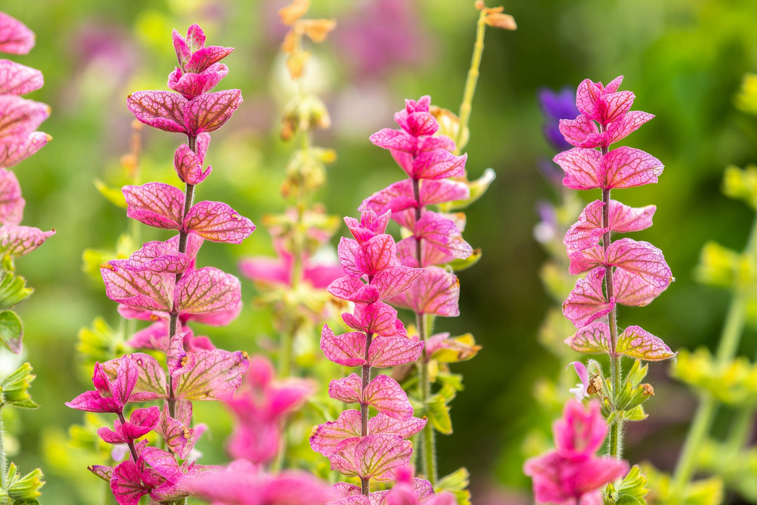 50 semillas de flores de hierba 'PINK Sundae' de Salvia Viridis Horminum