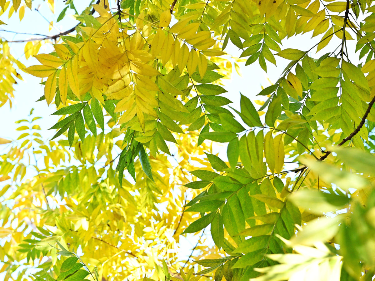 25 PISTACHOS chinos Pistacia Chinensis Pistache Pistach Amarillo Naranja Rojo en otoño Semillas de árbol de lentisco