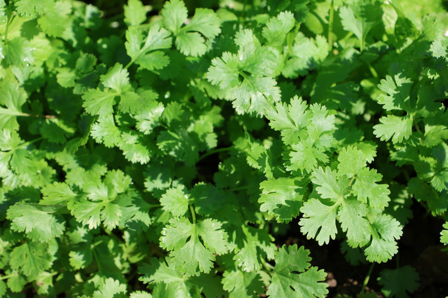 100 FIESTA Semillas de cilantro verde / cilantro Coriandrum sativum Hierba vegetal