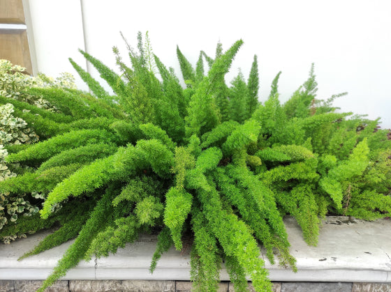 10 semillas de helecho espárrago esmeralda (A. Densiflorus Mazeppa), planta de interior