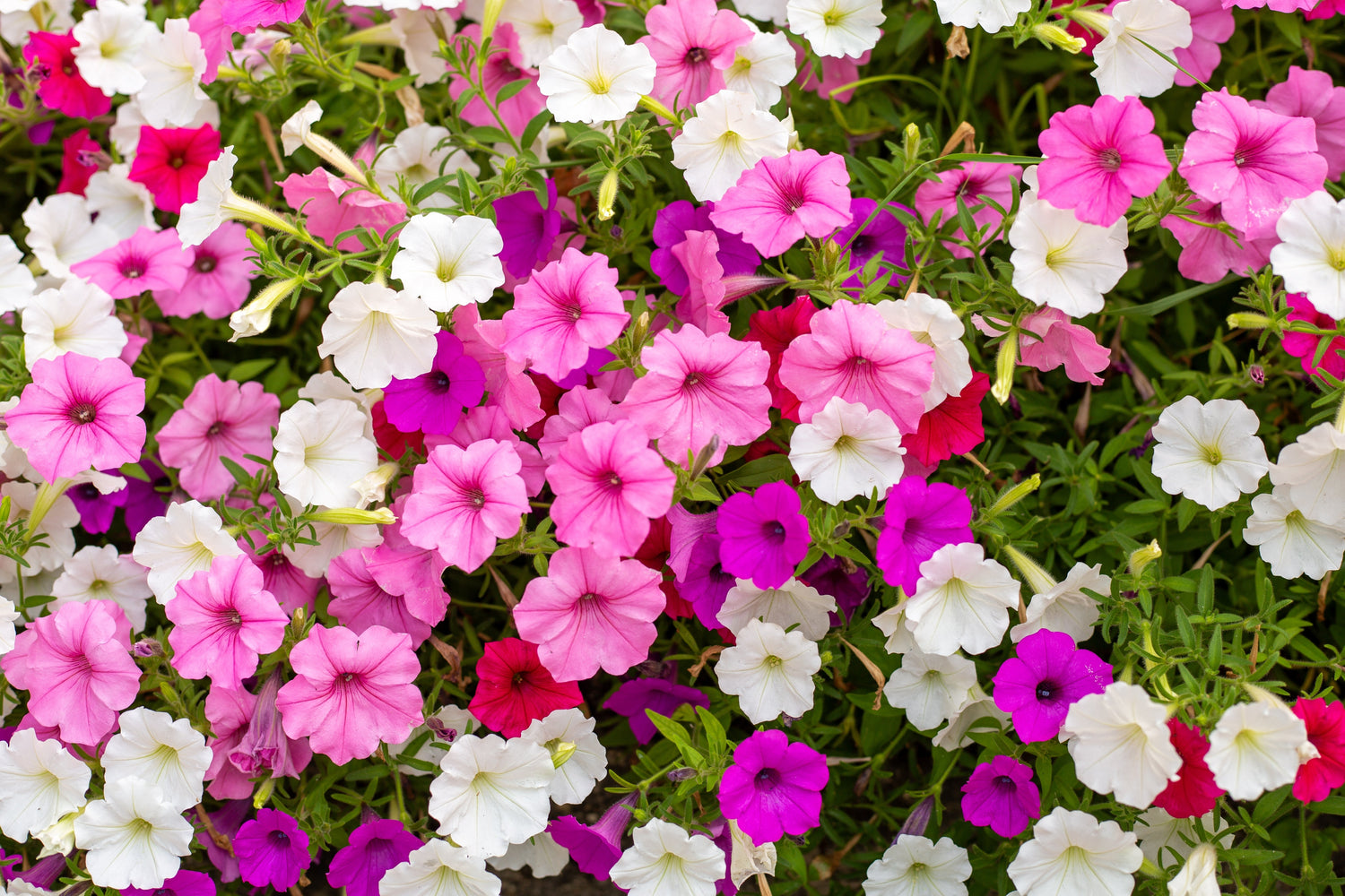 250 semillas de flores de PETUNIA de colores variados