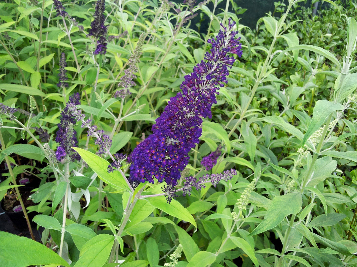 50 semillas de arbusto de mariposa morado oscuro Buddleja Davidii, arbusto de colibrí con flores fragantes