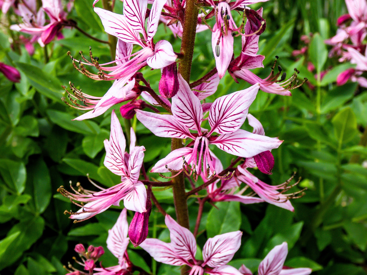 10 semillas de plantas de gas Dictamnus albus de colores mixtos, blanco, rojo, rosa y lila.