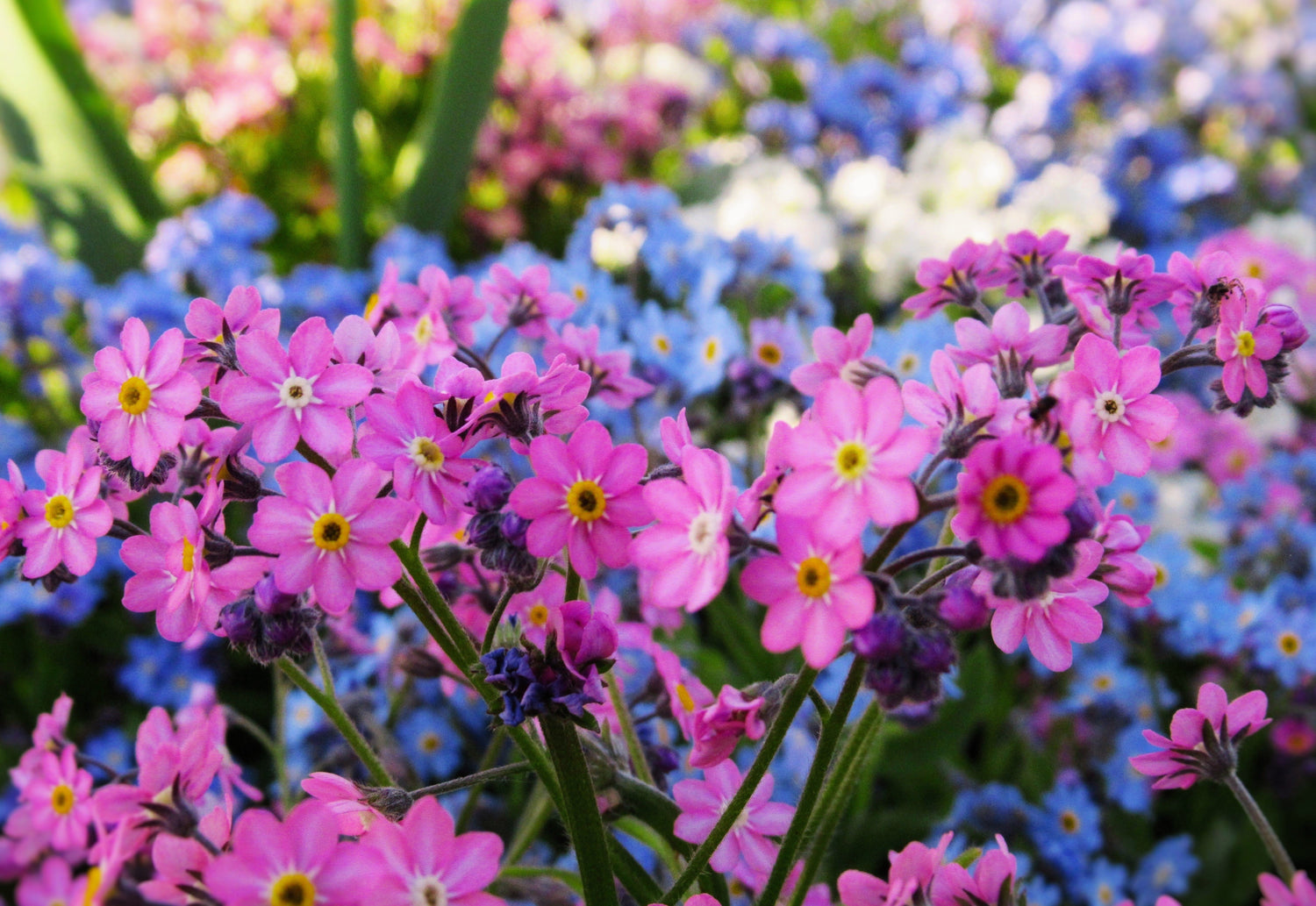 100 semillas de girasol Victoria PINK FORGET ME NOT Myosotis Alpestris Shade or Sun