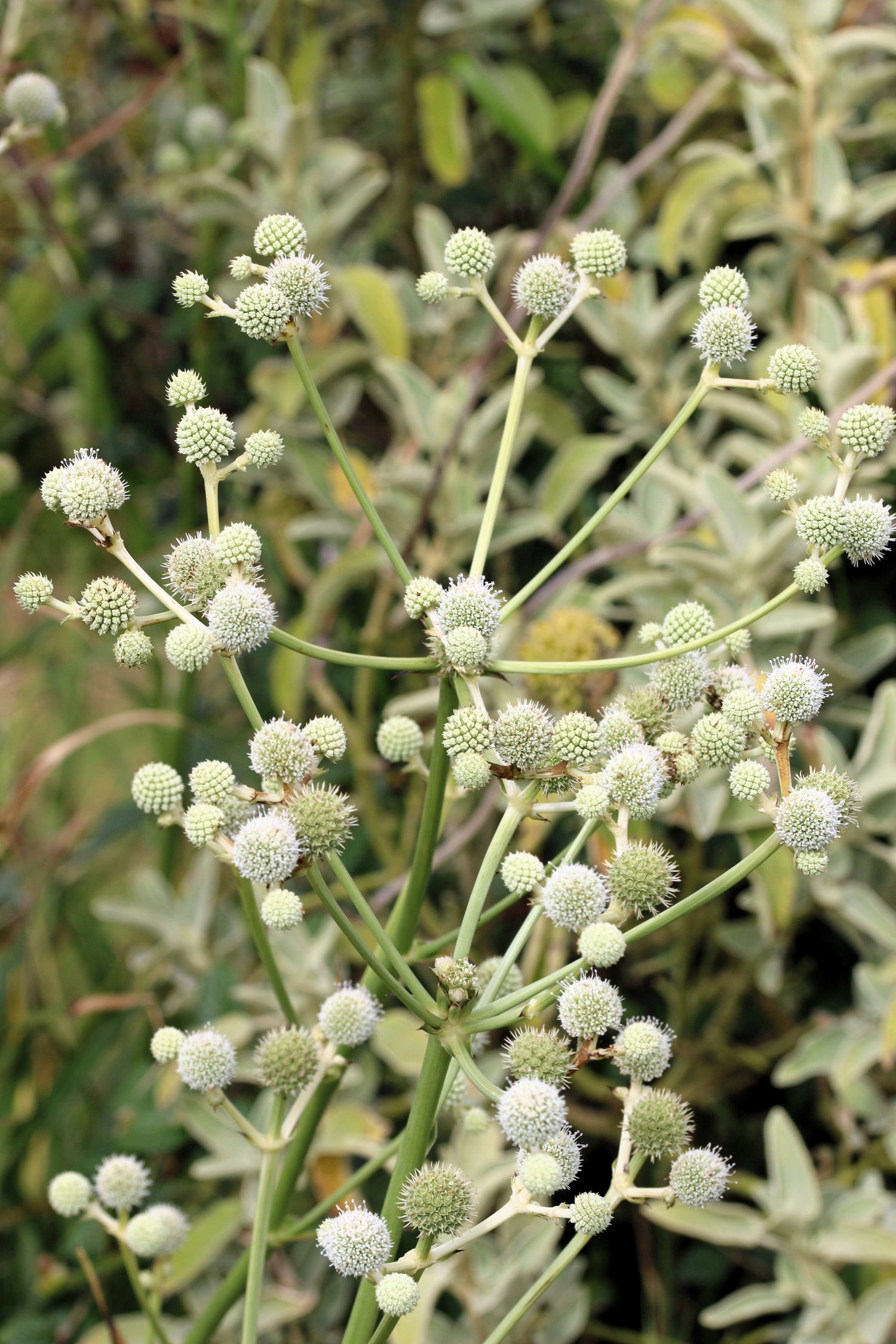 200 semillas de flores de cascabel / Raíz de serpiente de botón Eryngium Yuccifolium