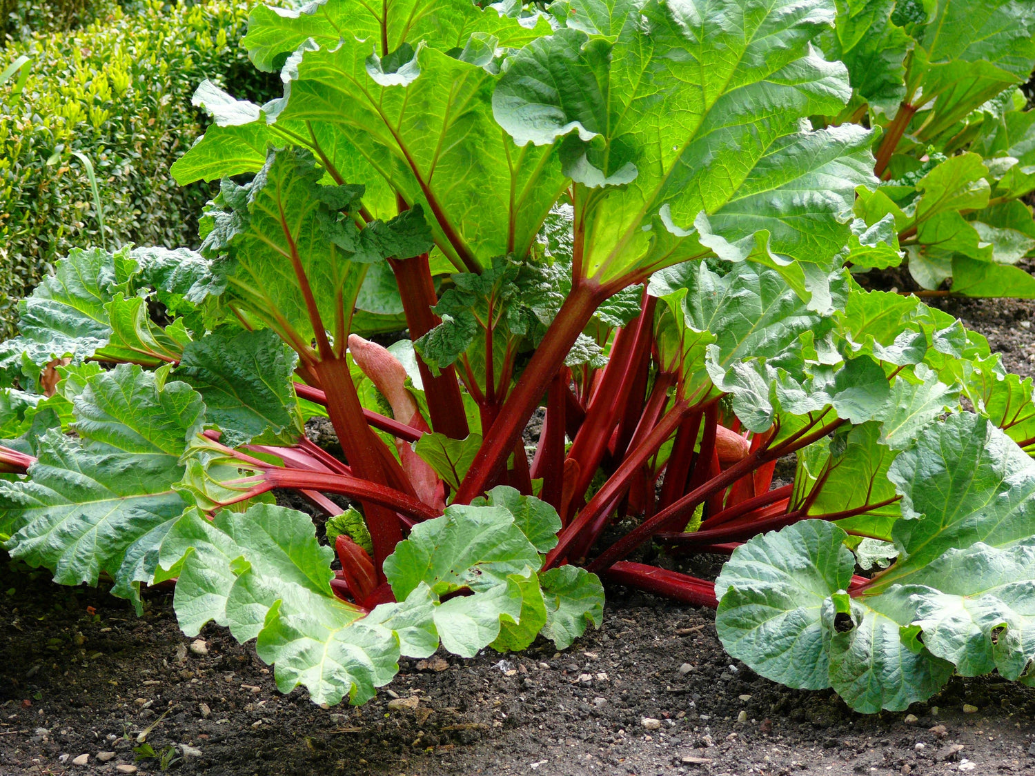 25 VICTORIA RHUBARB también conocido como Pieplant Rheum Rhabarbarum Semillas de hortalizas de frutas perennes