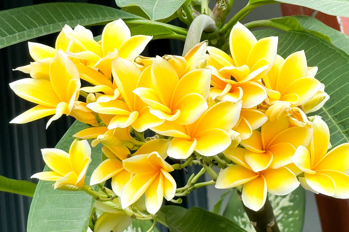 10 semillas de plumeria de colores variados - Lei Flower Frangipani Mix, arbusto fragante, árbol pequeño, rosa, rojo, amarillo, blanco, melocotón, dos tonos