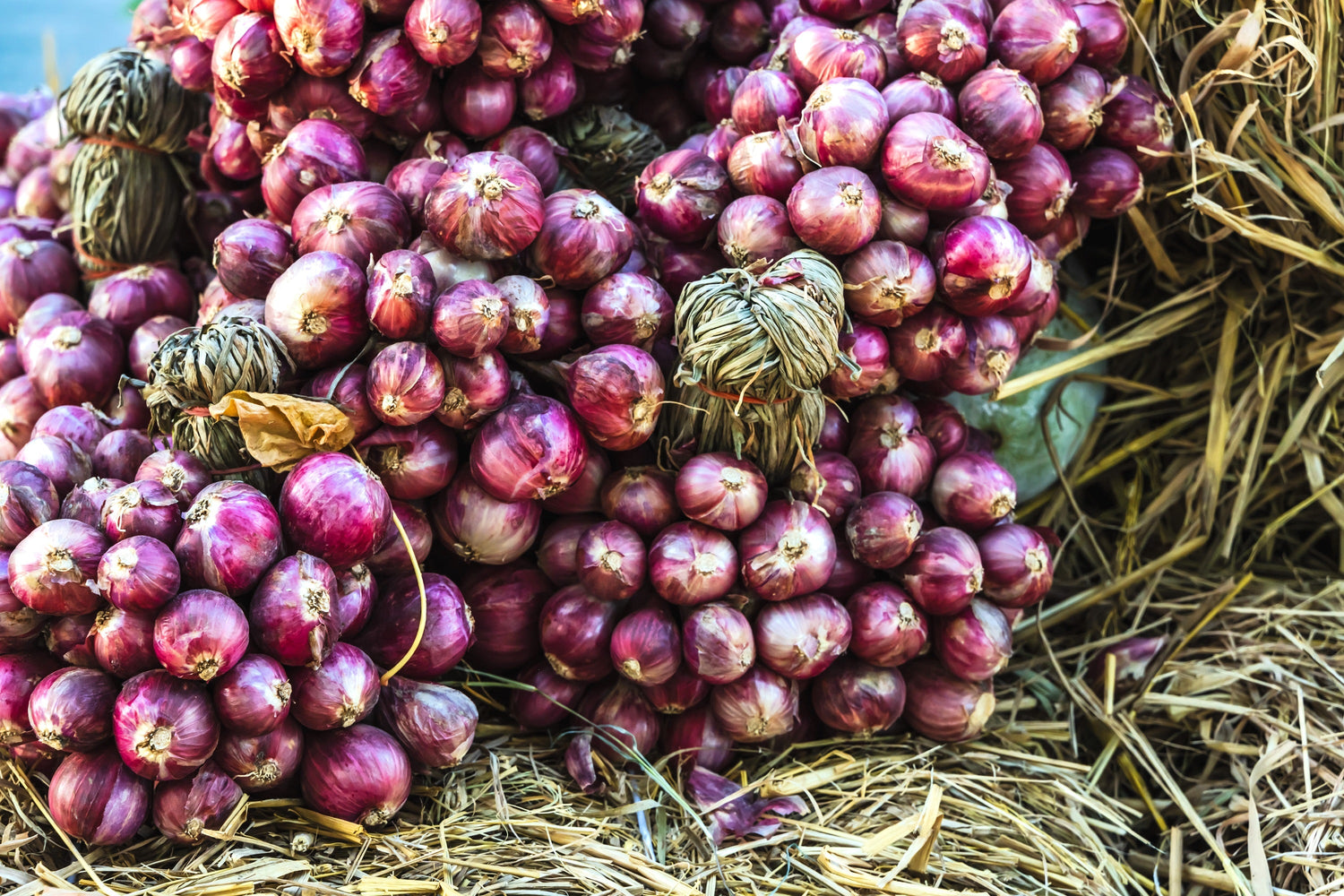 100 semillas de cebolla roja Allium Cepa de SCARLET BANDIT