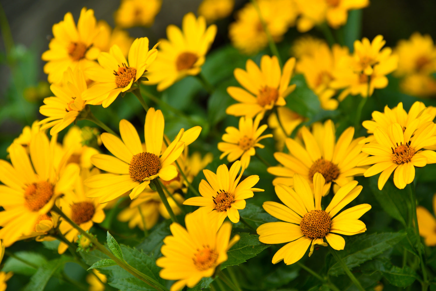 100 semillas de flores de girasol de pantano (girasol de hoja estrecha) Helianthus angustifolius
