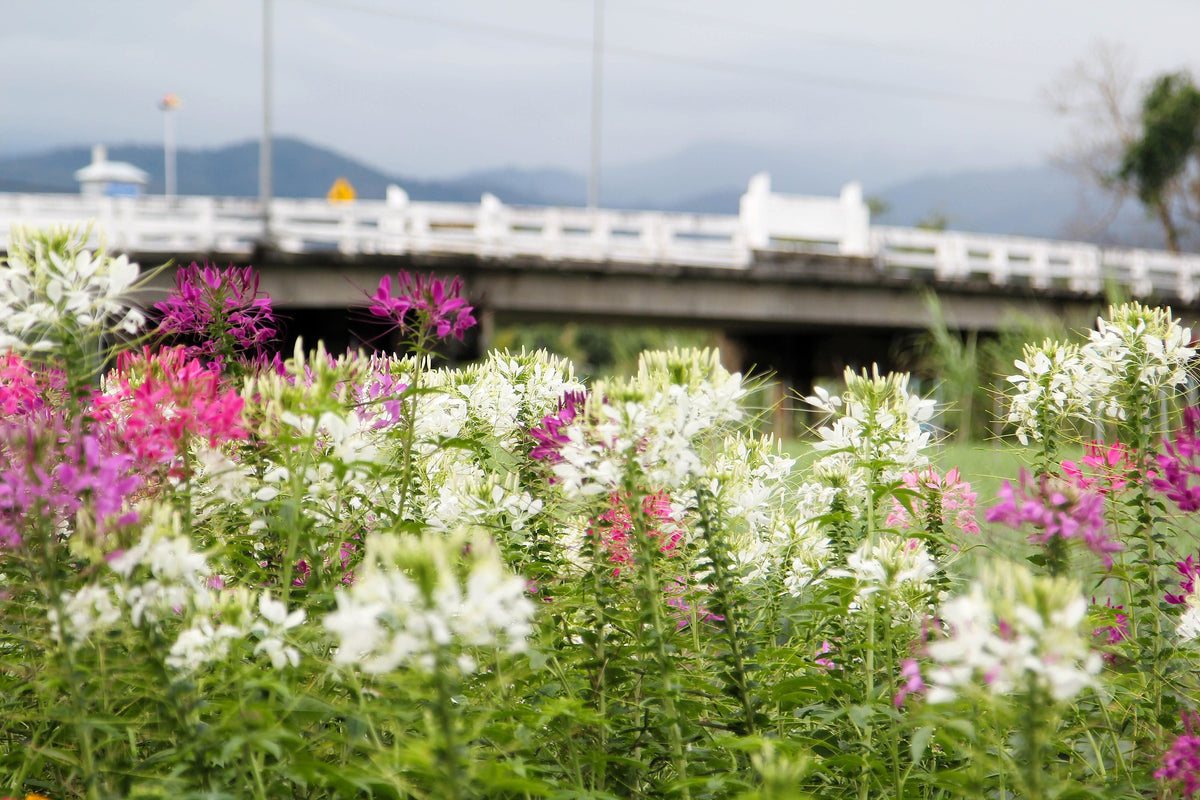 200 semillas de flores de Cleome Hassleriana, Cleome Spinosa, Cleome Reina Blanca (Flor Araña)
