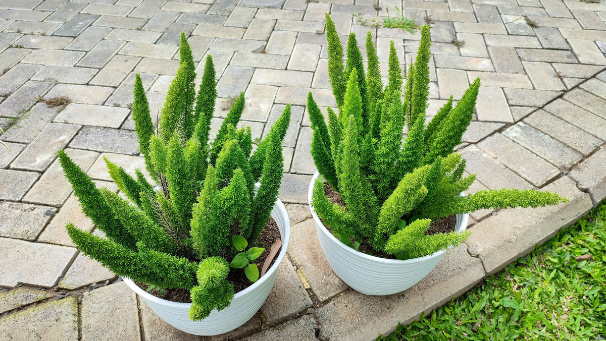 10 semillas de helecho espárrago esmeralda (A. Densiflorus Mazeppa), planta de interior
