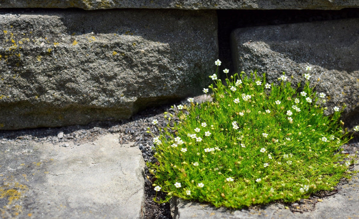 50 semillas de musgo irlandés, brezo, sagina subulata, flores blancas