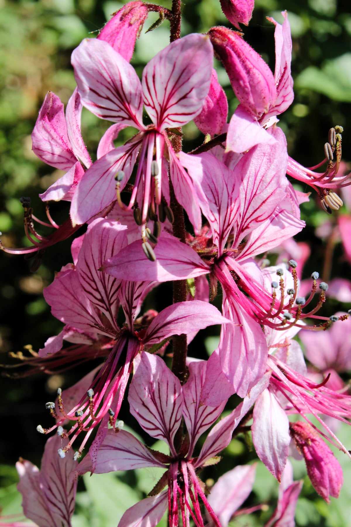 10 semillas de plantas de gas Dictamnus albus de colores mixtos, blanco, rojo, rosa y lila.